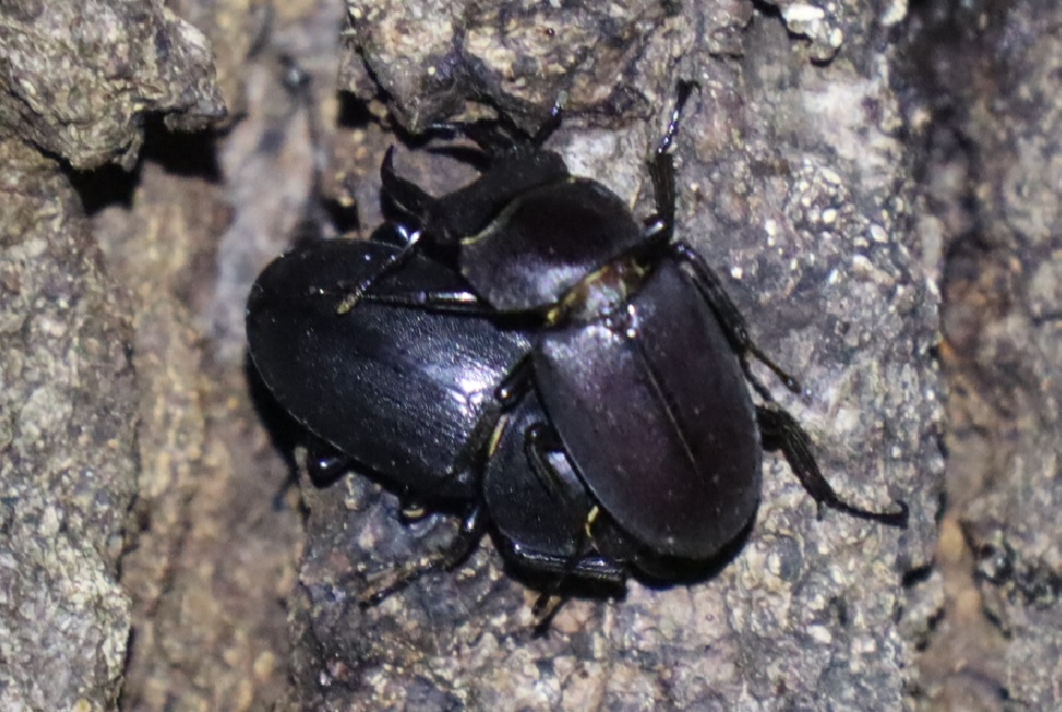 コクワガタのペア_団地前のクヌギ_2023年5月29日19時40分気温19.4度 雨